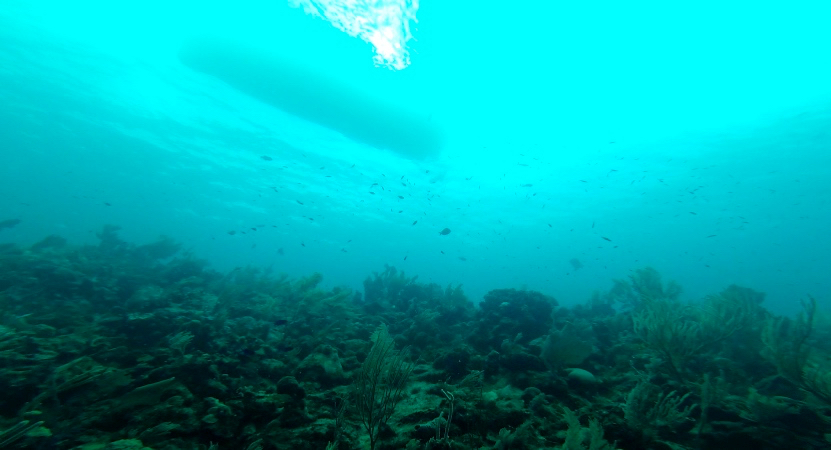 FACT: The underwater world is addictive as heroin. Not entirely sure that's true, but it can't be far off. 