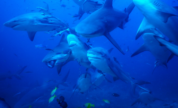 Bull sharks in Pacific Harbour, Fiji.