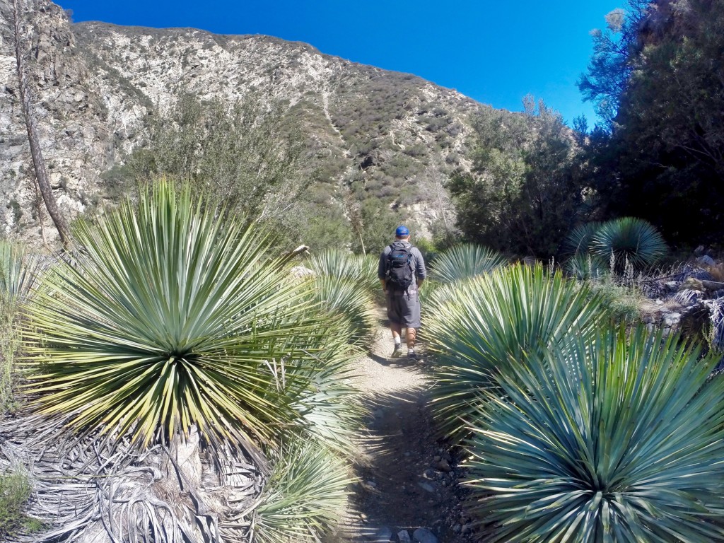 Desert spoons, anyone? Some of these were over 6 feet tall!