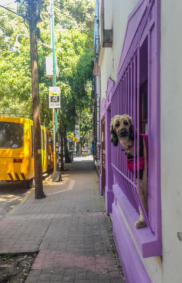 A friend I made while walking down the street in Condesa. 