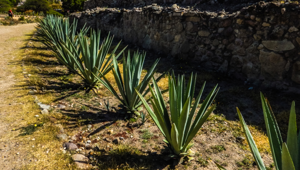 Agave plants