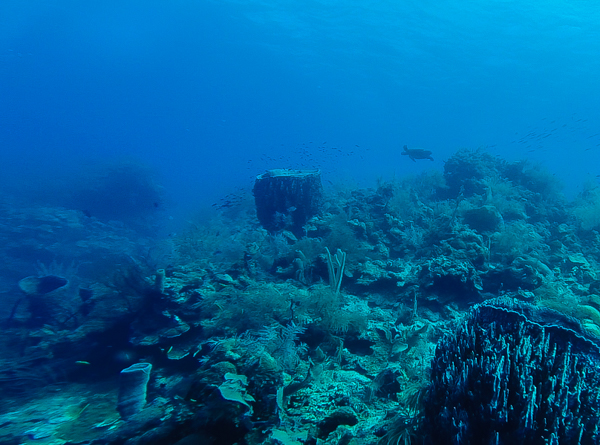 A turtle coasting over the reef.