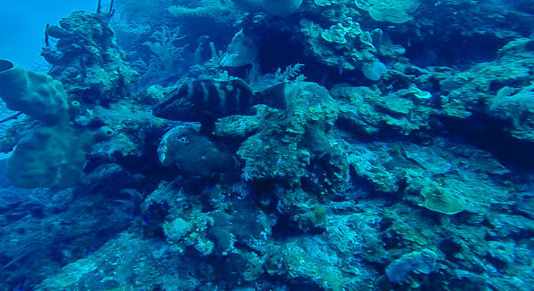 You're ugly dude, but you can hang if you want. 