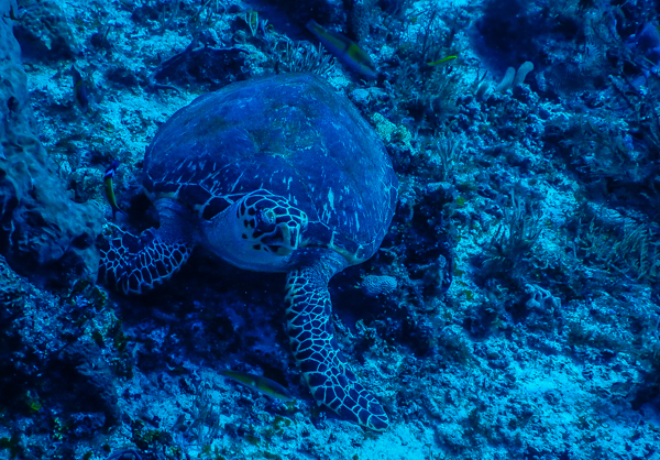 padiadvanceddiving-18