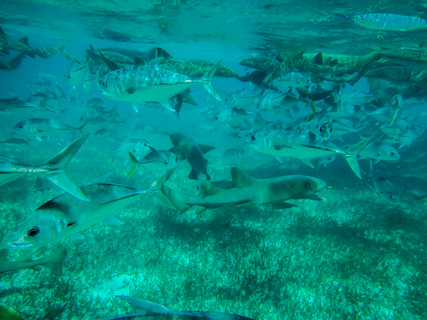 This is what I was jumping in to.