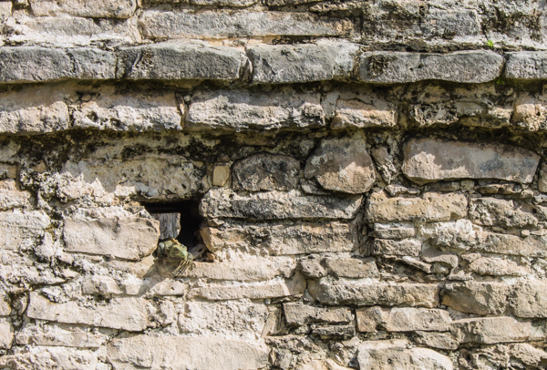 An iguana peeks out of a hole in the Tulum ruins. 