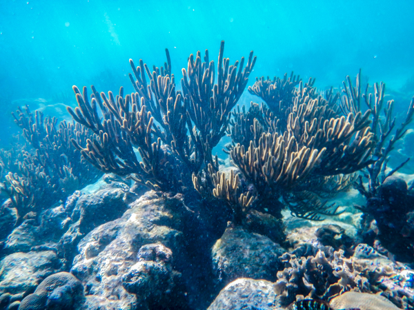 The reef near Akumal, a fantastic place to snorkel from shore. We liked it so much, went back a second time yesterday!