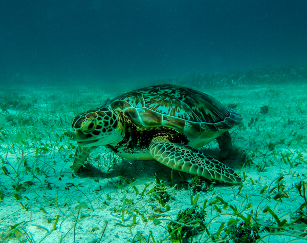 I know that last week I included a turtle pic too, but this guy was just TOO adorable munching on sea grass that I had to include him!