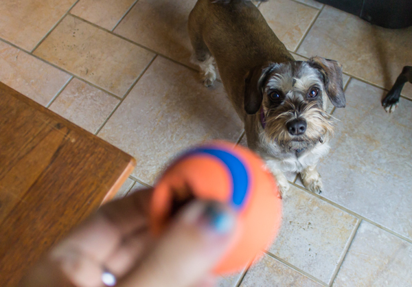 This is Hermoine Granger, the dog I gave my mom two years ago. 