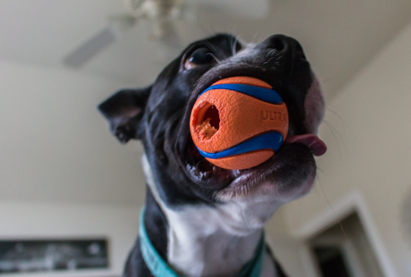 My brother's dog Ninja freaking loves this ball.