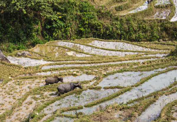Water buffalos in the rice terraces. How do they get there? I have no idea. 