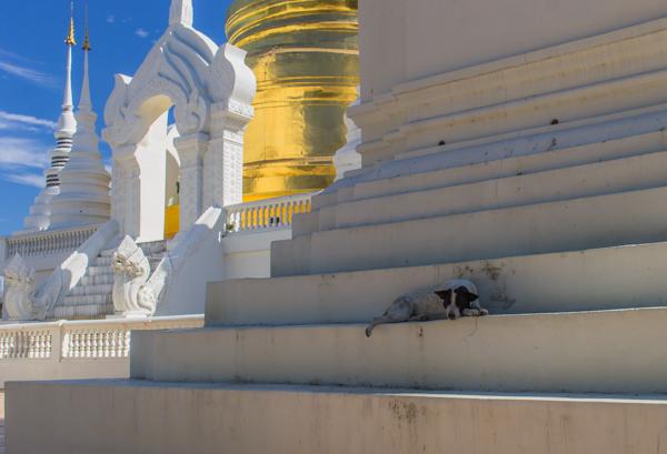 The dogs that hang out at the Wats are the most well-fed in Thailand. The monks are not allowed to keep food, so they give the dogs all their leftover food after every single meal!
