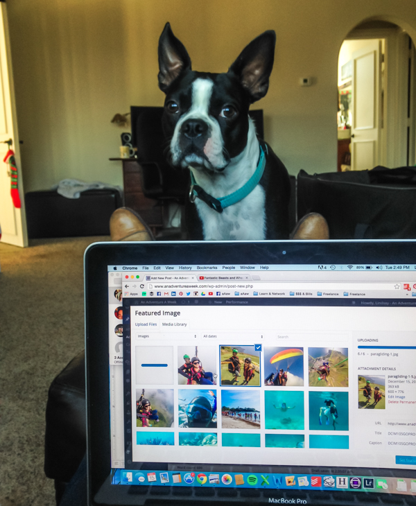Hard to blog when Ninja is demanding your attention. 