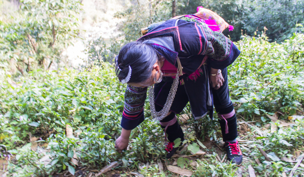 Ly explaining the different crops that are grown in Sapa. 