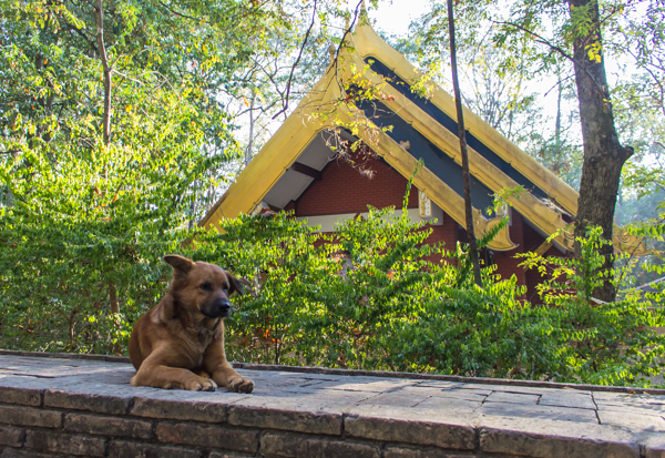 The dogs that hang out at the Wats (Temples) are the most well-fed in Thailand. The monks are not allowed to keep food, so they give the dogs all their leftover food after every single meal!