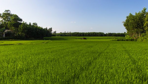 Impossibly green. That is the only way to describe the countryside outside of Hoi An. 