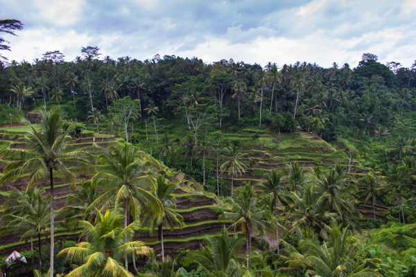 Tel rice terraces. 