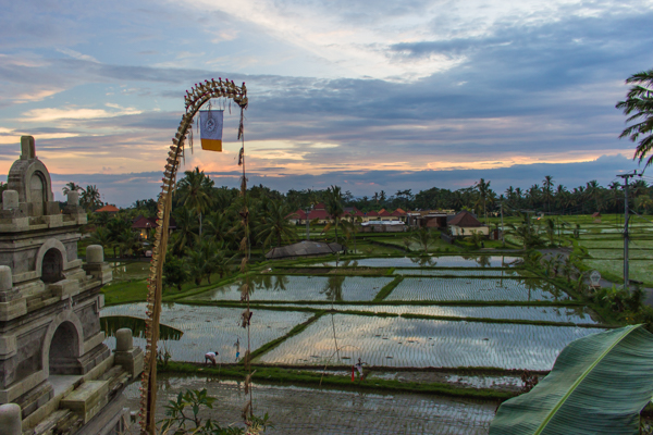 My view from my $7 a night hostel dorm just outside of Ubud. Not bad, eh? 