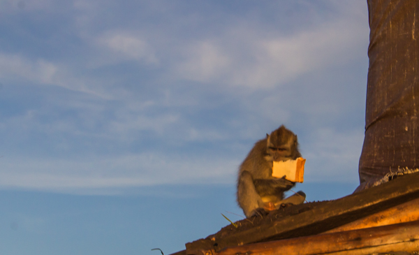 Oh, were you going to eat that sandwich?