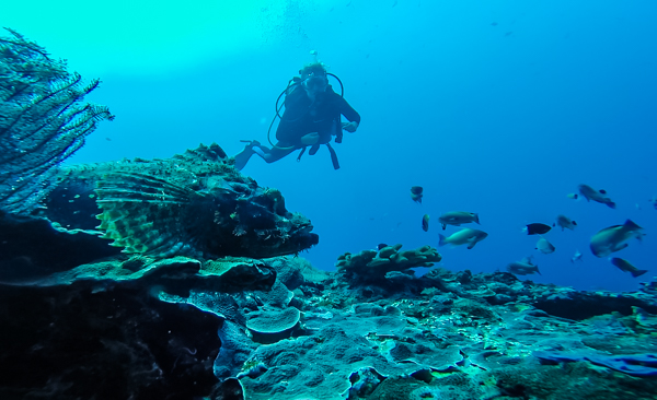 Stonefish are some of the most venomous fish on the planet. So of course I tried to hug one. 
