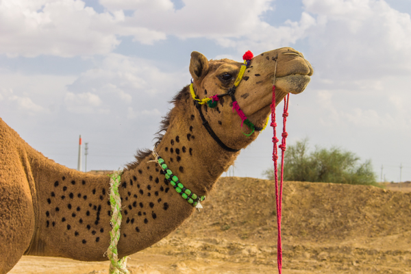 This was my camel, Michael Jackson. 