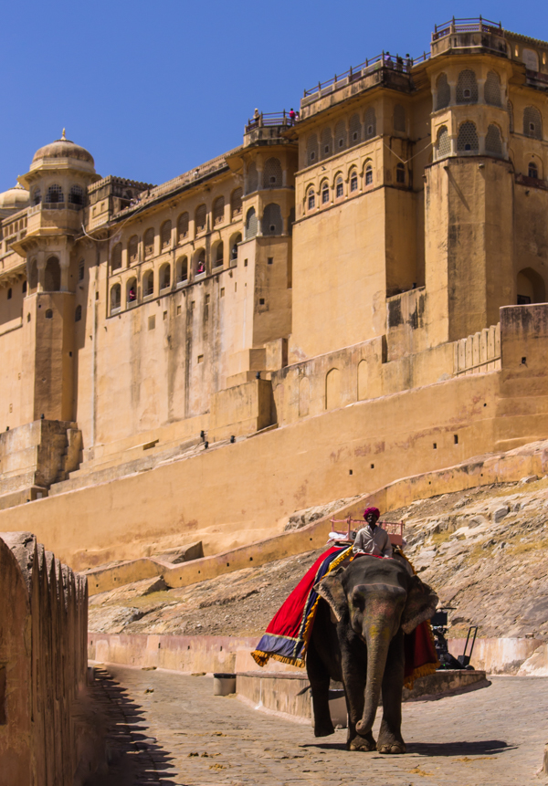 On our way into Amber Fort, passing an elephant. No big deal. 