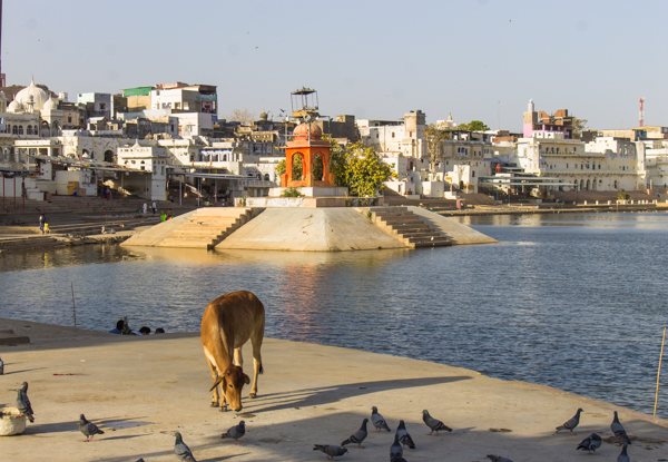 The holy lake was much calmer than the hectic shops that surround it. 