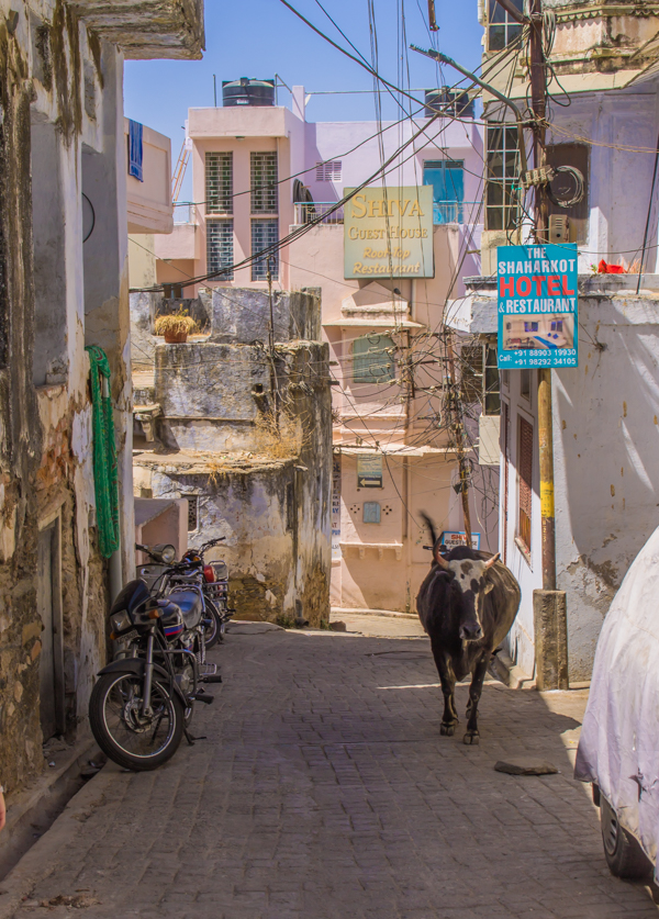 You get used to seeing cows wandering the streets. 